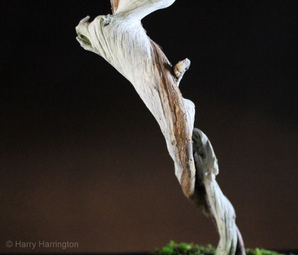 juniper bonsai detail